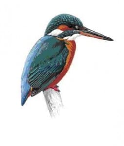 kingfisher kingfisher
