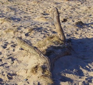 Driftwood
